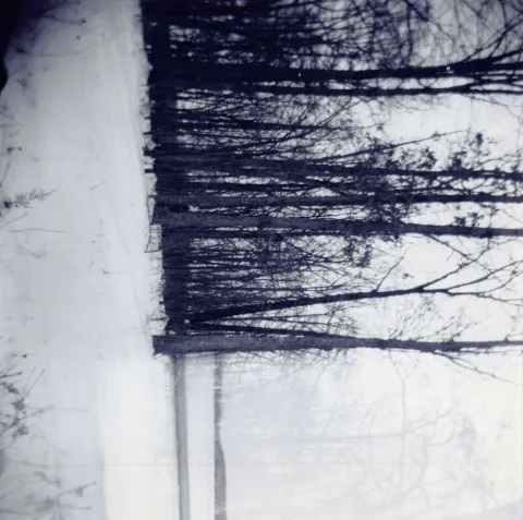 sideways trees