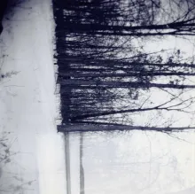 sideways trees