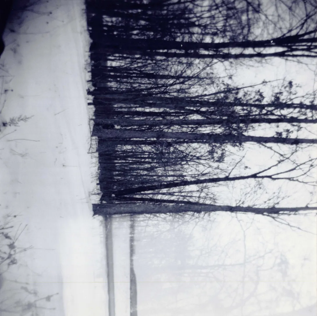 sideways trees
